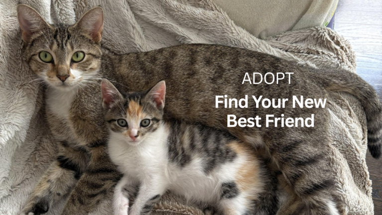 Crap Project Adopt – Saving Chicago’s Neediest Animals